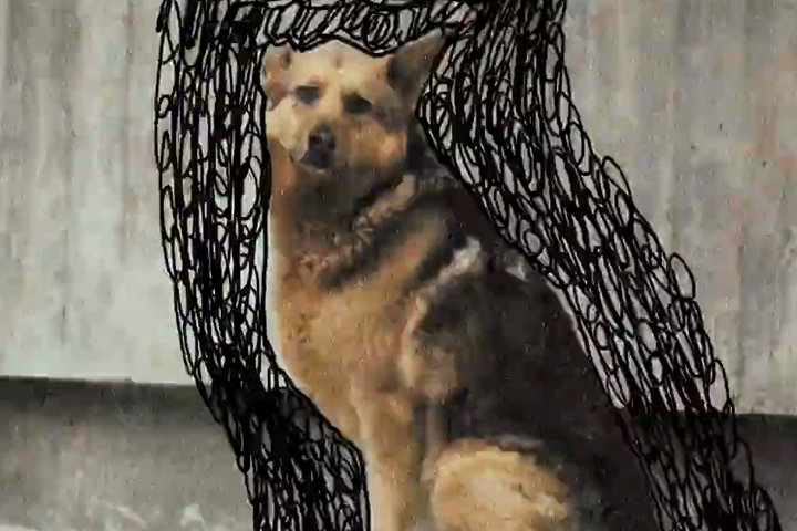 Vida de Perros